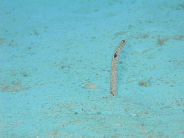 istock Garden eel show its head from sand 1028255810