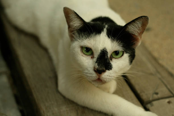 Close up face of Thai cat with blur background