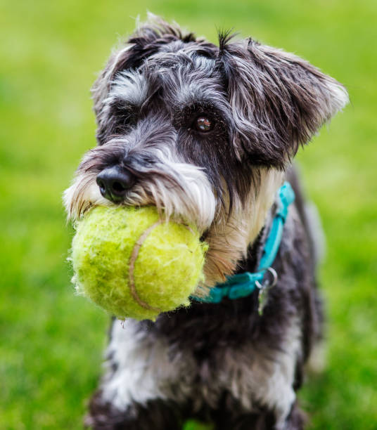 Portrait of Mini schnauzer with tennis ball stock photo