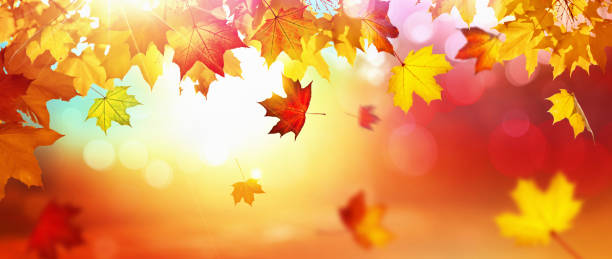 istock Falling Autumn Maple Leaves Natural Background 1028256602