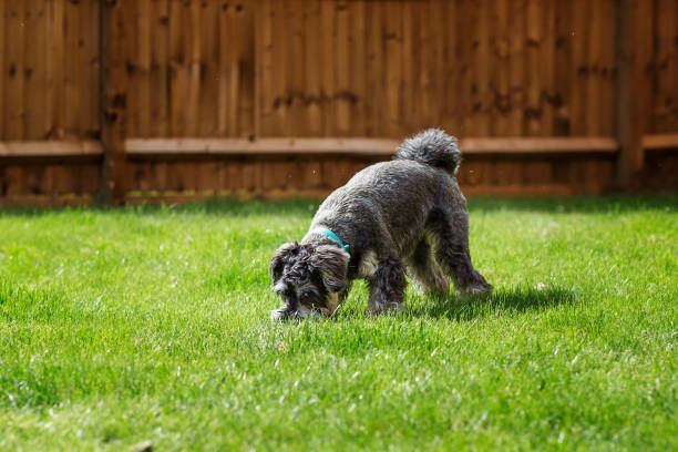 Mini schnauzer sniffing and exploring in a garden. Grass and fence. stock photo