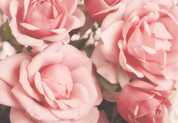 istock Blurred rose buds close-up. Floral photo with blur. 1028259530