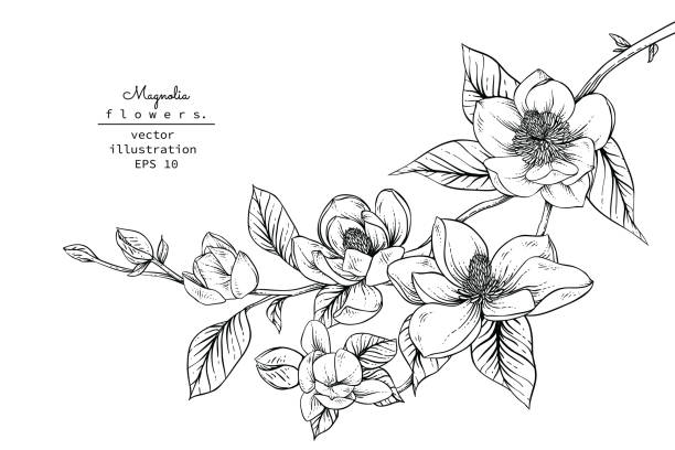 ilustraciones, imágenes clip art, dibujos animados e iconos de stock de magnolia flores  - magnolia white blossom flower