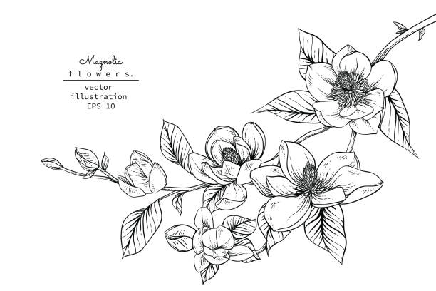 kwiaty magnolii - magnolia flower blossom botany stock illustrations