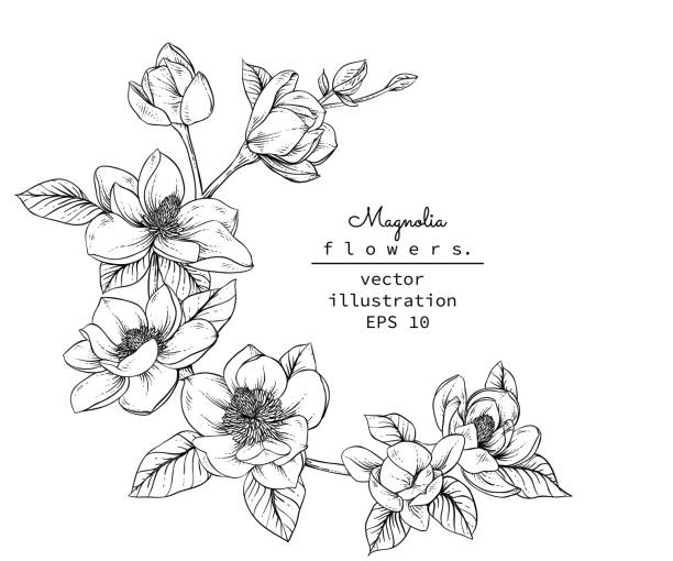 ilustrações, clipart, desenhos animados e ícones de flores de magnólias  - magnolia white blossom black