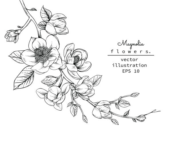 Magnolia flowers Sketch Floral Botany Collection. Magnolia flower drawings. Black and white with line art on white backgrounds. Hand Drawn Botanical Illustrations.Vector. magnolia flower icon stock illustrations