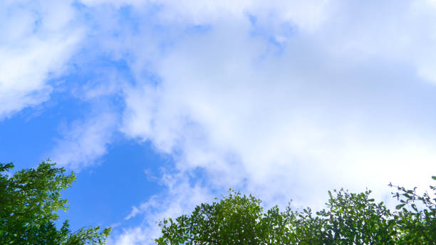 istock Low Angle View Of Trees Against Blue Sky 1028266942