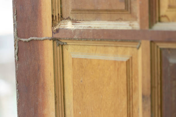 istock The wood door home  with termites damage 1028275582