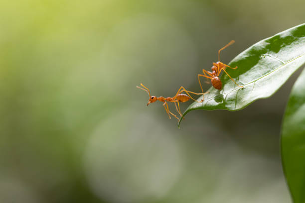 istock Ant action standing on green blur background,design for natural background 1028276388