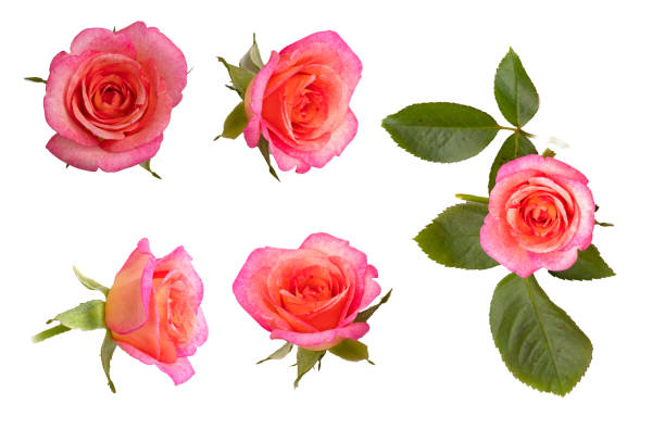 istock Coral pink rose flower. Desige object for retouch 1028276752