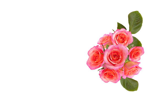 istock Coral pink rose flower. Desige object for retouch 1028276918