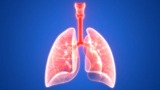 istock Human Respiratory System Lungs Anatomy 1028277600