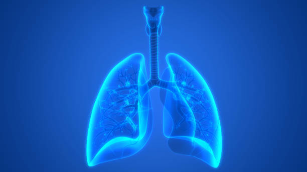 anatomie des poumons système respiratoire humain - poumon humain photos et images de collection