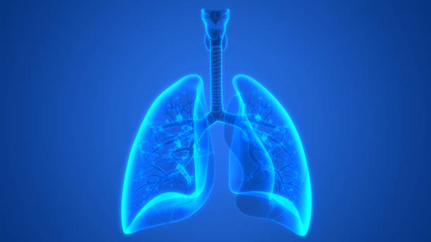 anatomia dei polmoni del sistema respiratorio umano - human lung foto e immagini stock