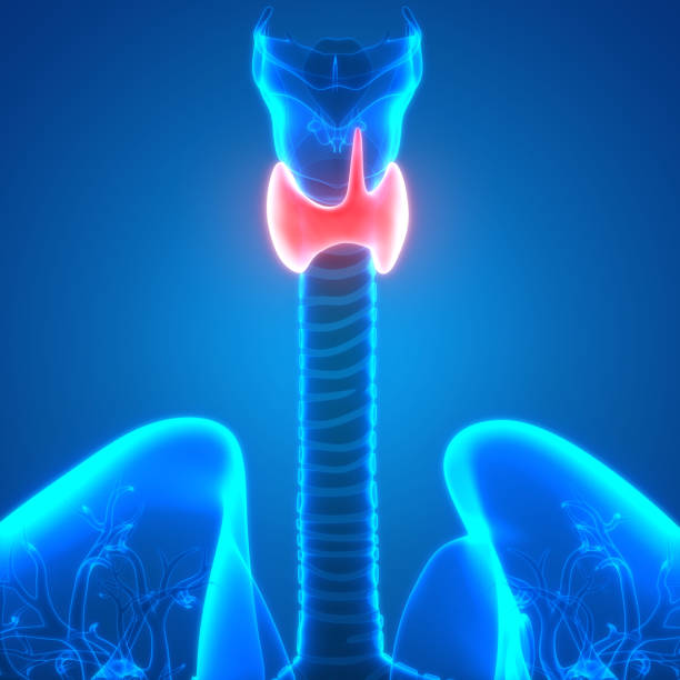 istock Human Body Glands Thyroid Gland Anatomy 1028277894