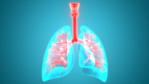 istock Human Respiratory System Lungs Anatomy 1028277926