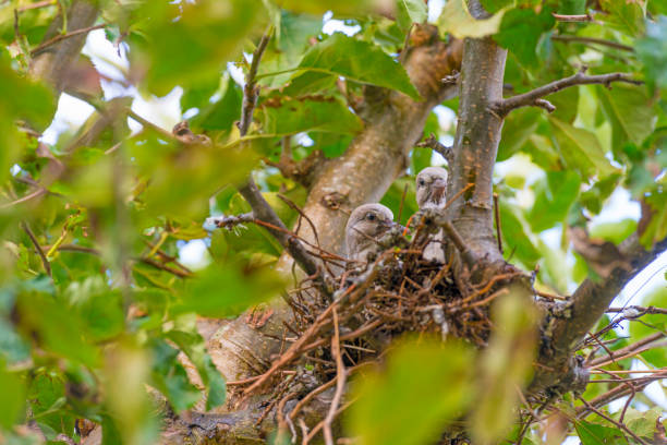 Pigeon chicks in a nest in an apple tree in sunlight in summer Pigeon chicks in a nest in an apple tree in sunlight in summer squab pigeon meat stock pictures, royalty-free photos & images