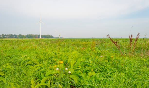 istock Vegetables on farmland in summer 1028281350