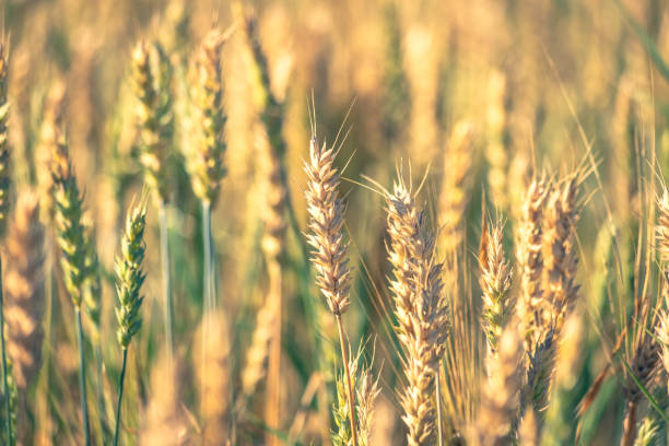 istock Finnish wheat field. Kajaani, Finland 1028286450