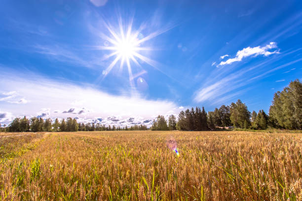 istock Finnish wheat field. Kajaani, Finland 1028289160