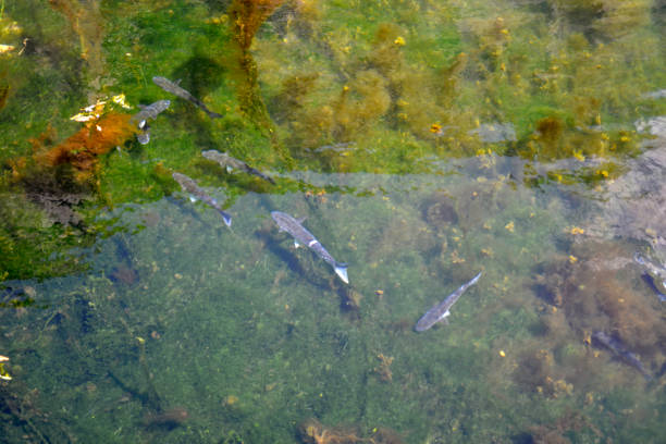 istock Fish swim beneath the water surface in the sea 1028289822