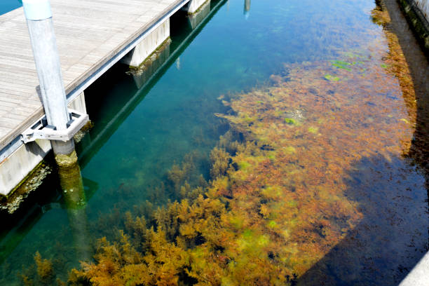 Algae on the seabed near the dock