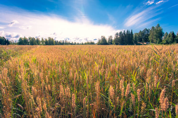 Finnish wheat field. Kajaani, Finland