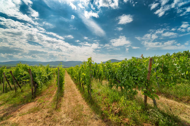 istock Ingrapes in the vineyard 1028297490