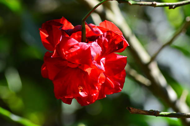 istock Beautiful red hibiscus flower 1028297576