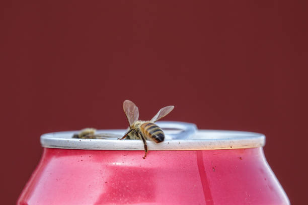 istock Honeybee on a soda can 1028305668