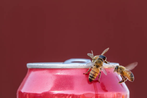 Honeybees on a soda can stock photo