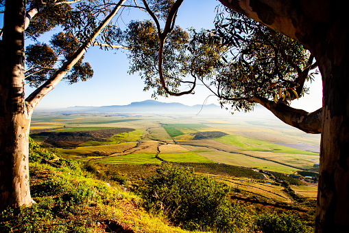 A panoramic view, framed by eucalyptus trees, of spring farmland in the Swartland region of South Africa. Picture taken from an elevated position.