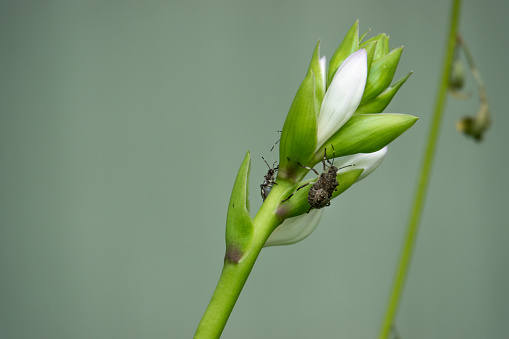 Brown marmorated stink bug (Halyomorpha halys) on a hosta (Hosta sp.) plant in summer.