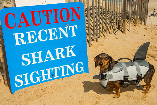 A Dachshund puppy in a shark costume at Cape Cod Massachusetts.