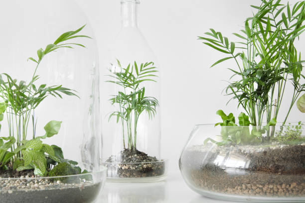 istock Few green plants in pots protected by a glass dome bottle on a white background. 1028319072