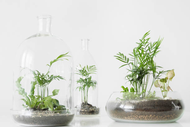 istock Few green plants in pots protected by a glass dome bottle on a white background. 1028319212
