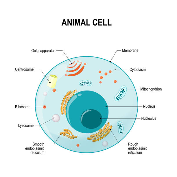 Anatomy of animal cell human or animal cell. cross section. structure of a Eukaryotic cell. Vector diagram for your design, educational, medical, biological and science use biological cell stock illustrations