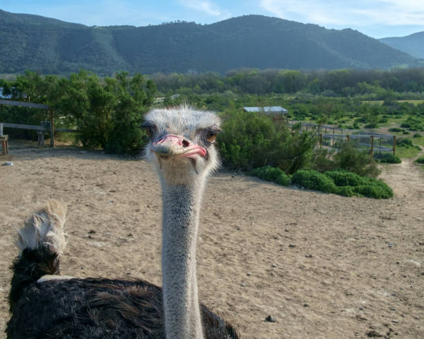 Bird at an Ostrich Farm Ostrich at an ostrich farm in California. ostrich farm stock pictures, royalty-free photos & images