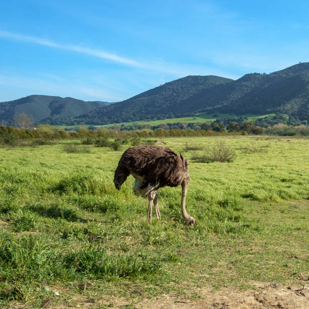 vogel auf einer straussenfarm - straußenfarm stock-fotos und bilder