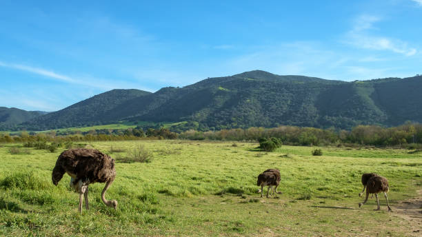 Birds at an Ostrich Farm Ostriches at an ostrich farm in California. ostrich farm stock pictures, royalty-free photos & images