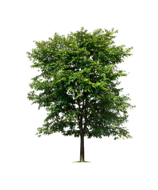 istock Trees isolated on white background, tropical trees isolated used for design, with clipping path 1028322032