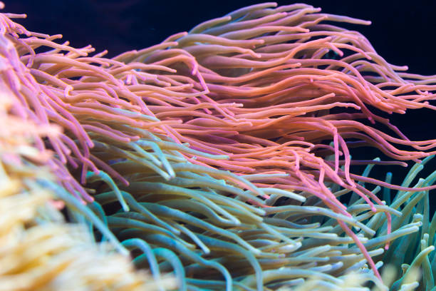 anemone Heteractis magnifica, Colored long tentacle Anemone