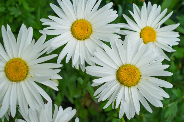 istock Chamomile large- beautiful flower 1028323786