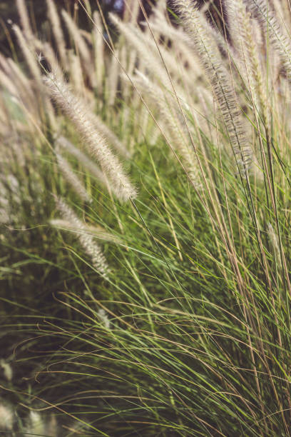istock Ornamental grass field on a summer sunset 1028326264