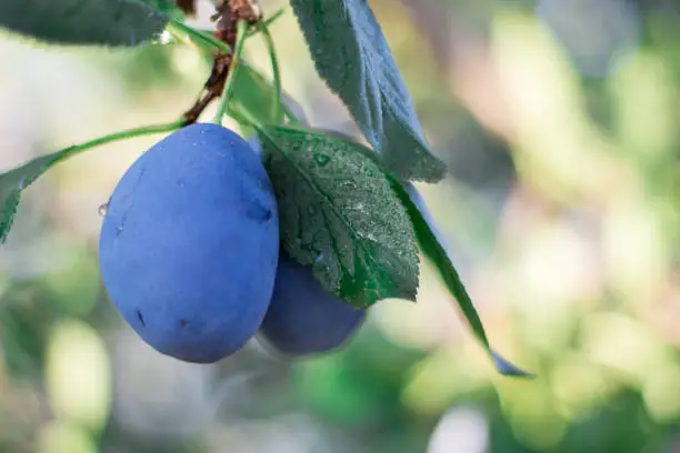 ripe blue plum on a tree with leaves in early autumn