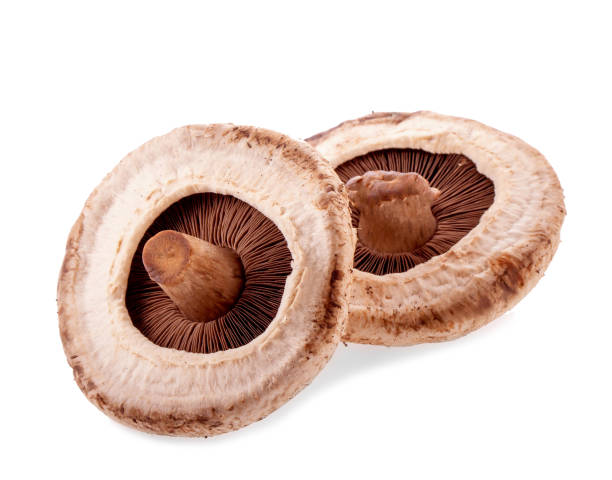 istock portobello mushrooms, isolated on white background. 1028348010