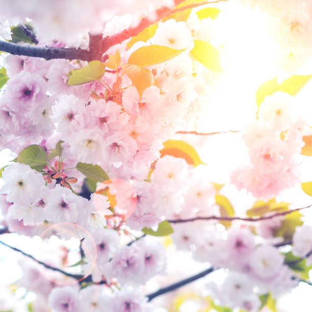 istock cherry flowers on green and yellow background 1028348158