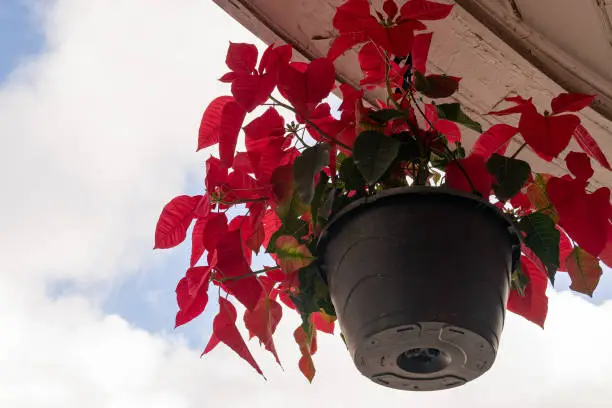 Photo of Flaming red Poinsettia Plant (Euphorbia Pulcherrima)