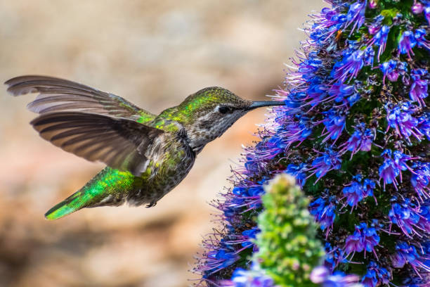 Flying female Anna's Hummingbird