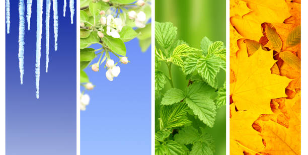 istock Four seasons of year 1028355668
